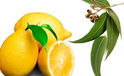 Lemon Eucalyptus - Fragrance Oil