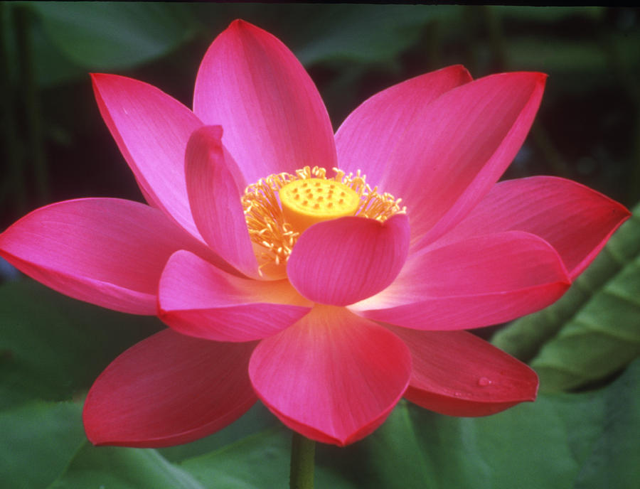 Lotus Blossom - Fragrance Oil