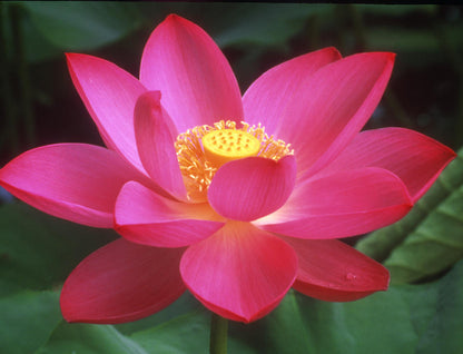 Lotus Blossom - Fragrance Oil