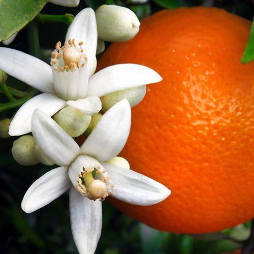 Orange Flower & Coconut - Fragrance Oil