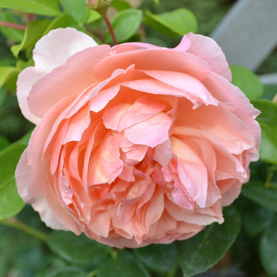 Peony Blossom & Peach Nectar - Fragrance Oil