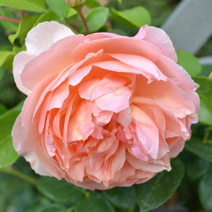 Peony Blossom & Peach Nectar - Fragrance Oil