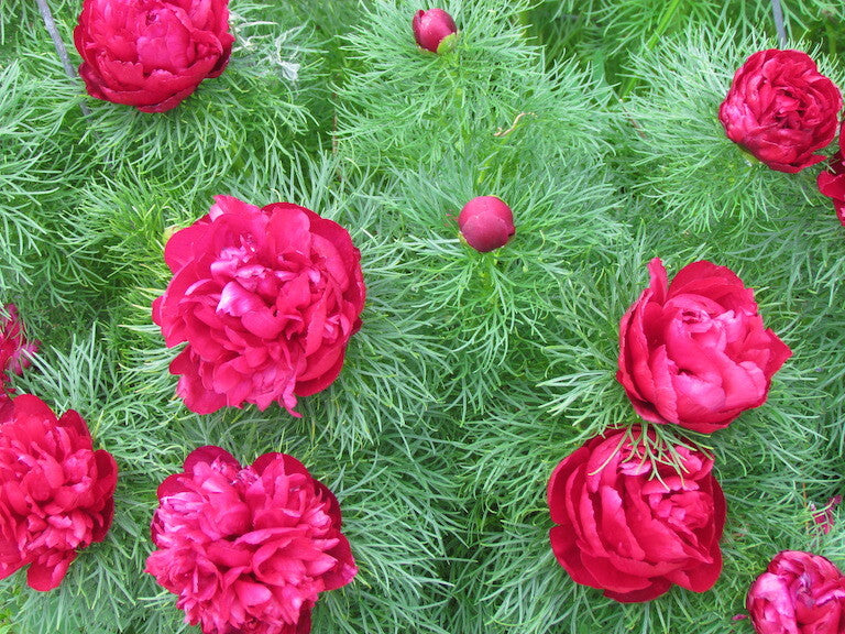 Peony Fern - Fragrance Oil