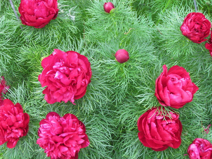Peony Fern - Fragrance Oil