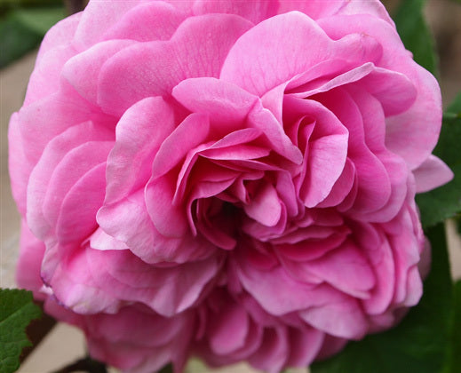 Persian Rose - Fragrance Oil