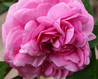 Persian Rose - Fragrance Oil