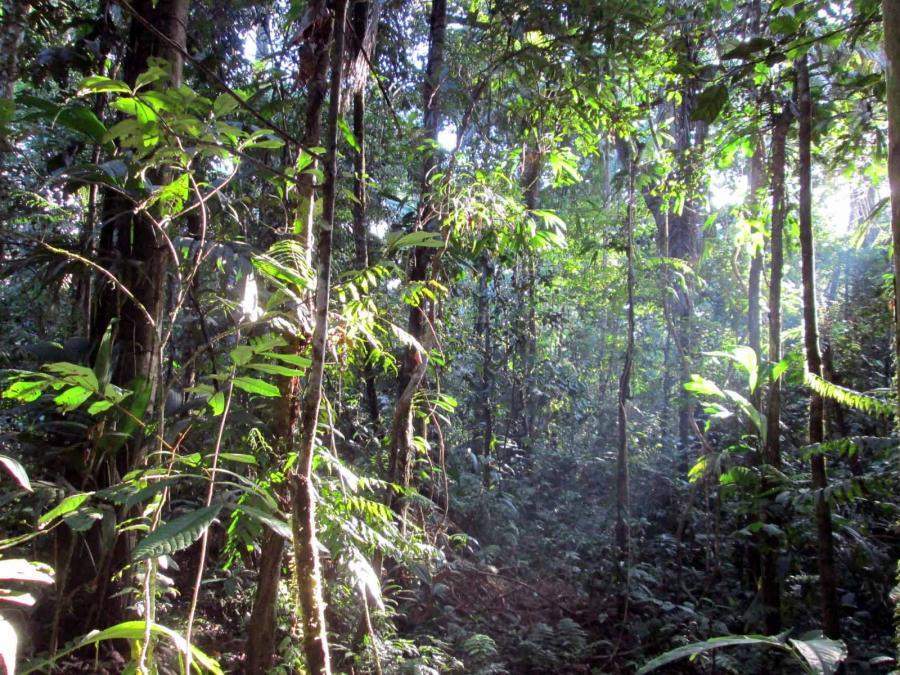 Rainforest - Fragrance Oil