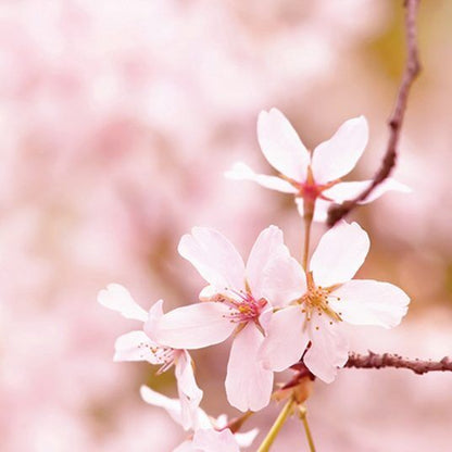 Cherry Blossom - Soy Wax Melts