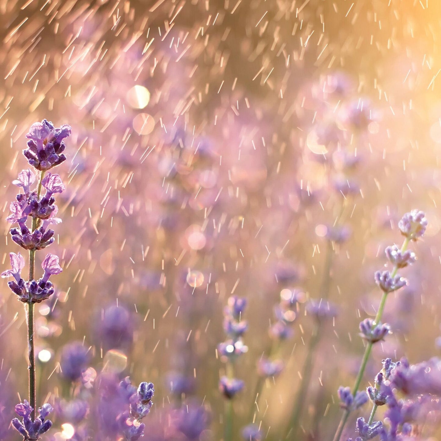 Lavender Rain - Odor Eliminating Soy Wax Melts