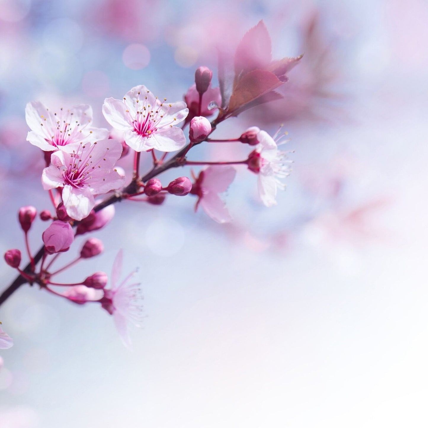 Sakura - Scent Cake
