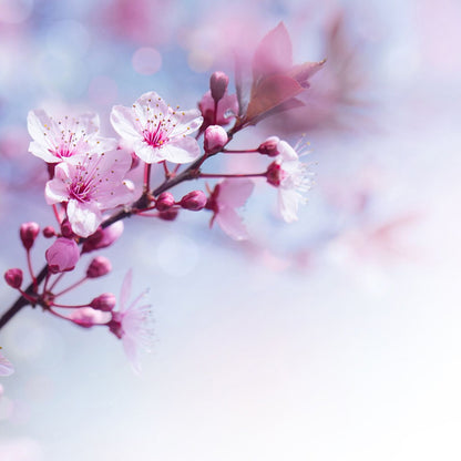 Sakura - Scent Cake